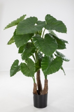 Alocasia Calidora 120cm